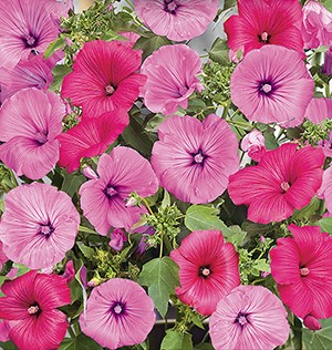 Лаватера трехмесячная специальная смесь сортов (ярко-розовые и лососевые с прожилками оттенки) Лаватера трехмесячная специальная смесь сортов (ярко-розовые и лососевые с прожилками оттенки)