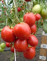 Томат Ромочка Томат Ромочка