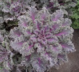 Капуста листовая (Кале) Ред Керлд Капуста листовая (Кале) Ред Керлд