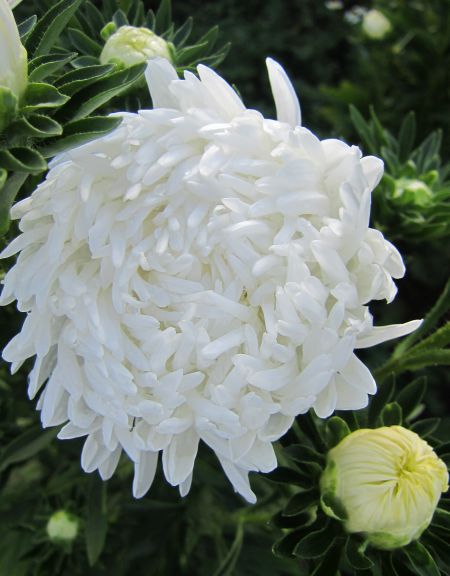 ����� ��������� ����� �����