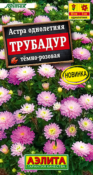 Астра Трубадур тёмно-розовая Астра Трубадур тёмно-розовая
