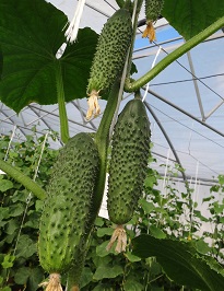 Огурец Спартак F1 Огурец Спартак F1