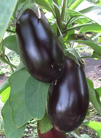 Баклажан Вороной Баклажан Вороной