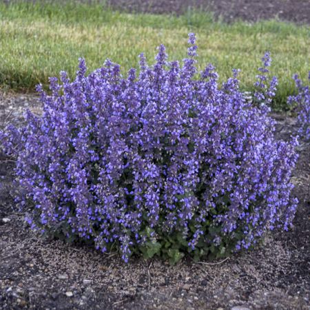 �������� ������ �������