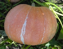 Тыква крупноплодная Стофунтовая Тыква крупноплодная Стофунтовая