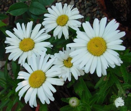 ������� ���������� ������