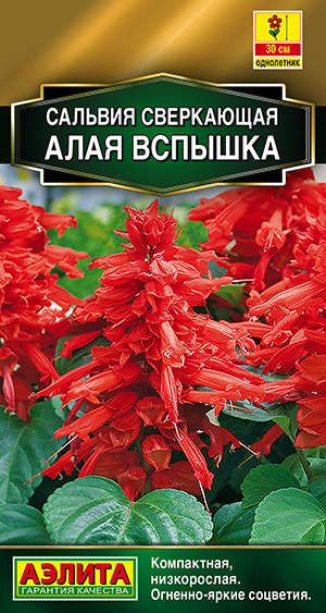 Сальвия сверкающая Алая вспышка Сальвия сверкающая Алая вспышка