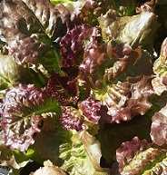 Салат Грация листовой Салат Грация листовой