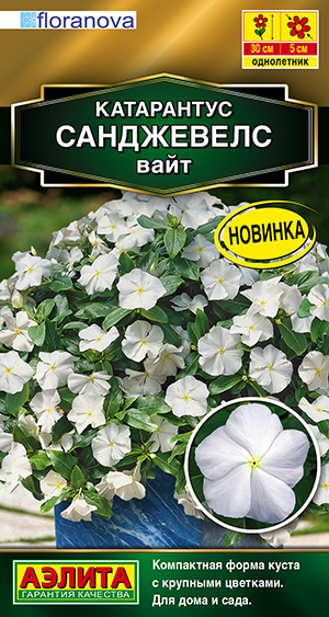 Катарантус Санджевелс вайт Катарантус Санджевелс вайт