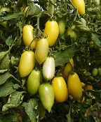 Томат Сарделька кремовая Томат Сарделька кремовая