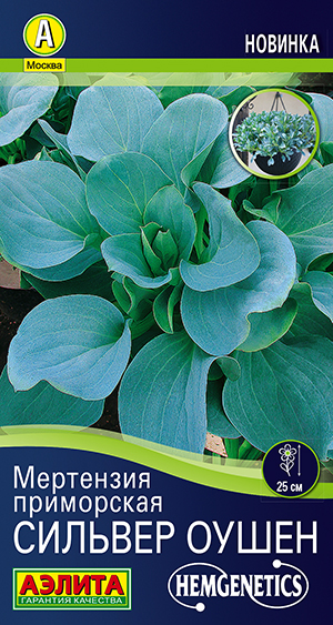 Мертензия приморская Сильвер Оушен Мертензия приморская Сильвер Оушен