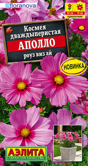 Космея Аполло роуз виз ай Космея Аполло роуз виз ай