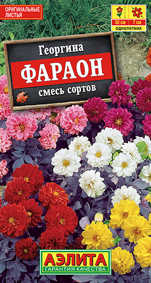 Георгина Фараон, смесь сортов Георгина Фараон, смесь сортов