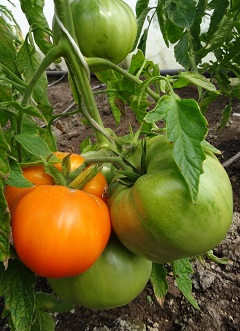 Томат Алтайский оранжевый Томат Алтайский оранжевый