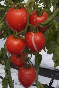 Томат Утренняя роса розовая Томат Утренняя роса розовая