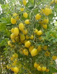 Томат Барри крэйзи черри Томат Барри крэйзи черри