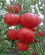 Томат Хоумстэд Томат Хоумстэд