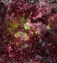 Салат Фонтан Салат Фонтан