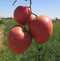 Томат Сердце Алтая Томат Сердце Алтая
