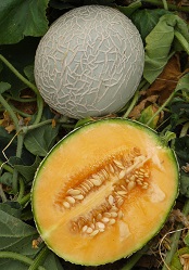 Дыня Милана F1 Дыня Милана F1