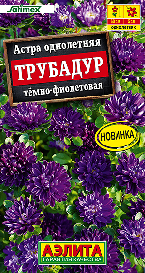Астра Трубадур тёмно-фиолетовая Астра Трубадур тёмно-фиолетовая