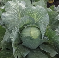 Капуста б/к Зимовка 1474 Капуста б/к Зимовка 1474