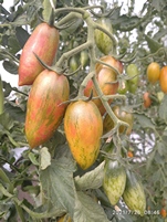 Томат Лаки тайгер Томат Лаки тайгер