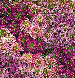 ������� ����������, ����������� ����� ������ (�������-�����-�������-����������)