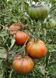 Томат Беркли тай дай пинк Томат Беркли тай дай пинк