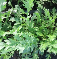 Индау (руккола) Спиди Индау (руккола) Спиди