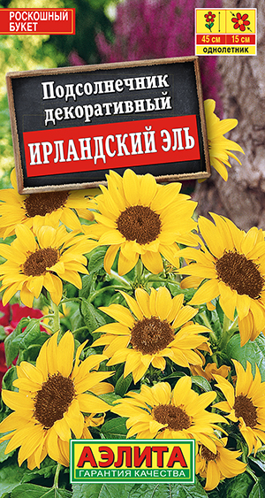 Подсолнечник Ирландский эль Подсолнечник Ирландский эль