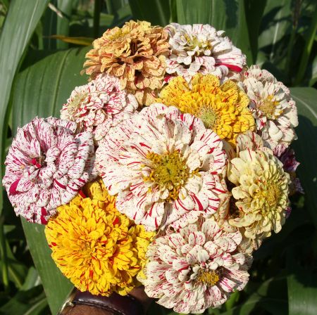 Цинния изящная Пепперминт стик георгиновидная Цинния изящная Пепперминт стик георгиновидная