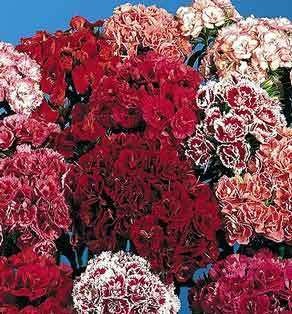 �������� �������� ��������, ����� ������