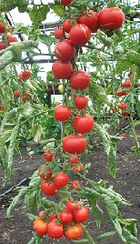 Томат Изобилие Томат Изобилие