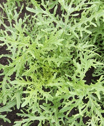 Горчица салатная Старый лекарь Горчица салатная Старый лекарь