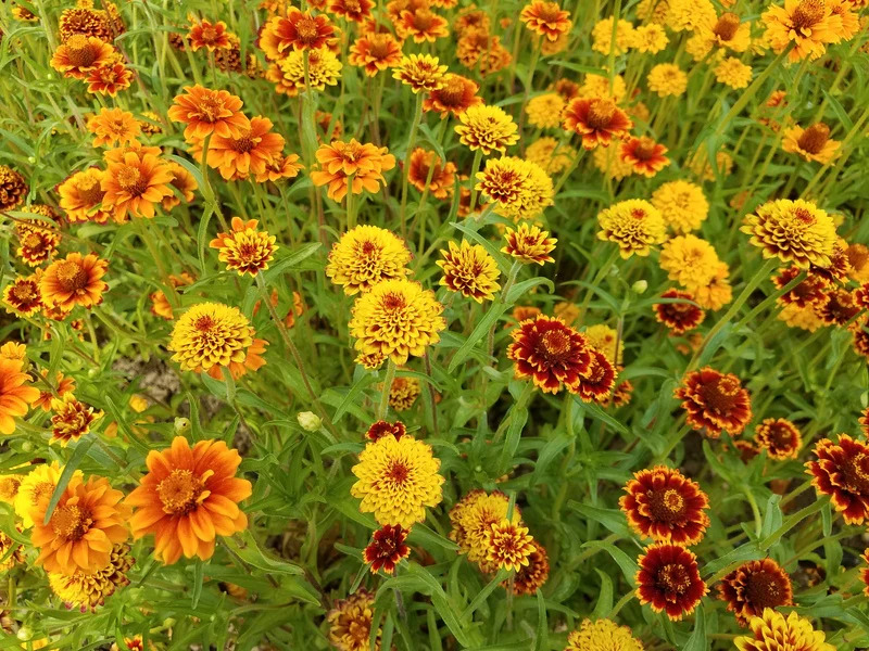 ������ ����������� ������� ������ ����������, ����� ������