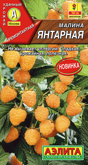 Малина Янтарная Малина Янтарная