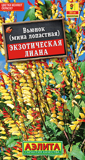 Вьюнок Экзотическая лиана Вьюнок Экзотическая лиана