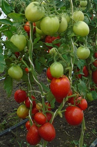 Томат Тоскана Томат Тоскана