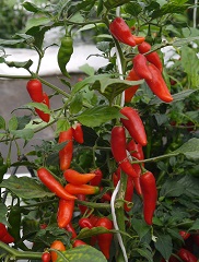 Перец острый Самарканд Перец острый Самарканд