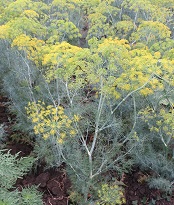 Укроп Аллигатор Укроп Аллигатор