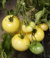 Томат Снежный пик Томат Снежный пик