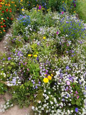 Смесь однолетних компактных цветов Смесь однолетних компактных цветов