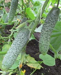 Огурец Среднеплодный крупнобугорчатый F1 Огурец Среднеплодный крупнобугорчатый F1