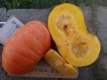 Тыква крупноплодная Красный этамп Тыква крупноплодная Красный этамп