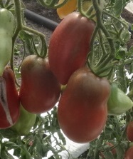 Томат Гусарик Томат Гусарик