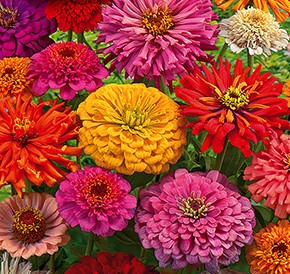 ������ ������� ��� ������, ����� ������