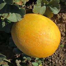 Дыня Лада Дыня Лада