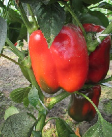 Перец сладкий Жемчужина Сибири Перец сладкий Жемчужина Сибири