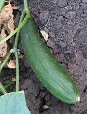 Огурец Пальчик Огурец Пальчик